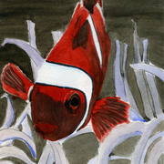 Anemon_fish_card