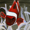 Anemon_fish_thumb