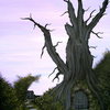 Home_of_fairy_7_thumb