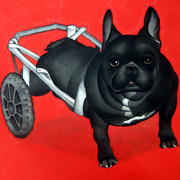 Frenchdog1_card