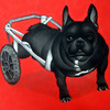 Frenchdog1_thumb
