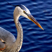 Blue_heron_half_card