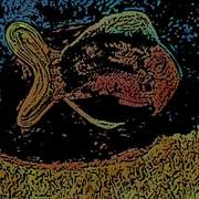 Goldfish_card