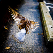 Pigeoni_card