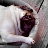 Lulucircle_thumb