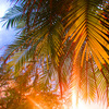 Palmabsize1_thumb