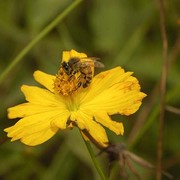 Bee_on_yellow_flower_card