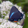 Blue_hairstreak_butterfly_thumb
