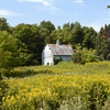 Goldenrod_and_barn