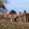 House_in_cotton