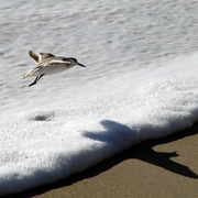 Small_bird_over_bubbles