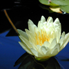 Waterlilly