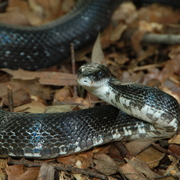 Snake_5824_card