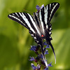 Zebra_butterfly_72dpi_thumb
