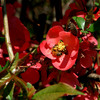 Bee_on_red_flowers3