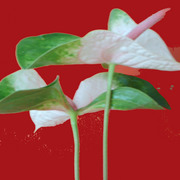 Kamera_128_card