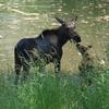 Moosebaby3_thumb