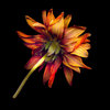 Flower_no_1_thumb
