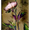 Peony_no_3_thumb