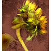 Sunflower_thumb