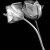 Tulips_no_1_thumb