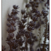 Janes_lavender_thumb