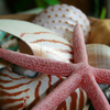 Starfish3_thumb