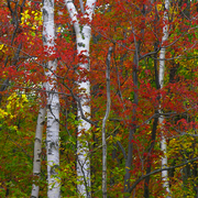 C_olorful_trees_cl2_card