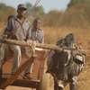 African_ox_thumb