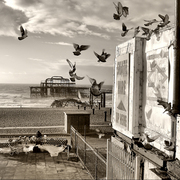 Pigeon_web_card