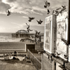 Pigeon_web_thumb