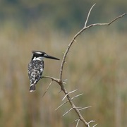 Kingfisher_card