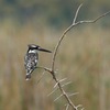 Kingfisher_thumb