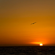 Aliso_0742_card