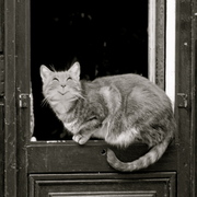 ねこ００２１_card