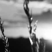 Grass_card