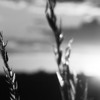 Grass_thumb