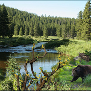 954-river_ursus_card