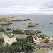 955b-african_wild_coast_card