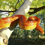 Corn_snake_card