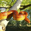Corn_snake_thumb