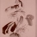 Ch-141-188-chrysanthemun_scroll-jpg_square