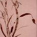 Ch-150-198-orchid-5-_scroll-jpg_square