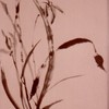 Ch-150-198-orchid-5-_scroll-jpg_thumb