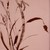 Ch-150-198-orchid-5-_scroll-jpg_tiny_square