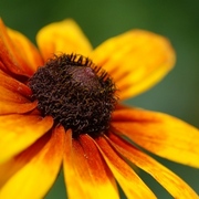 Flower1_card