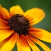 Flower1_thumb