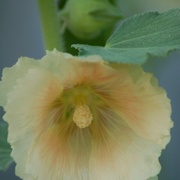 Hollyhock1_card