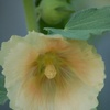 Hollyhock1_thumb