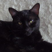 Im000345_card